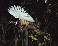 006 Pheasant