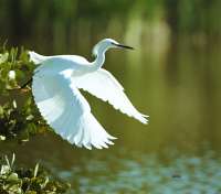 007 Snowy Egret