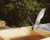 008 6x7 Chimney Swift starting dive