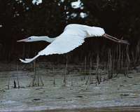 008 Great White Heron