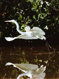 009 Great Egret