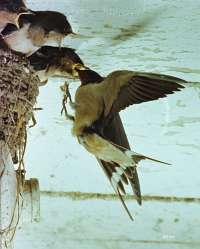 010 Barn Swallows