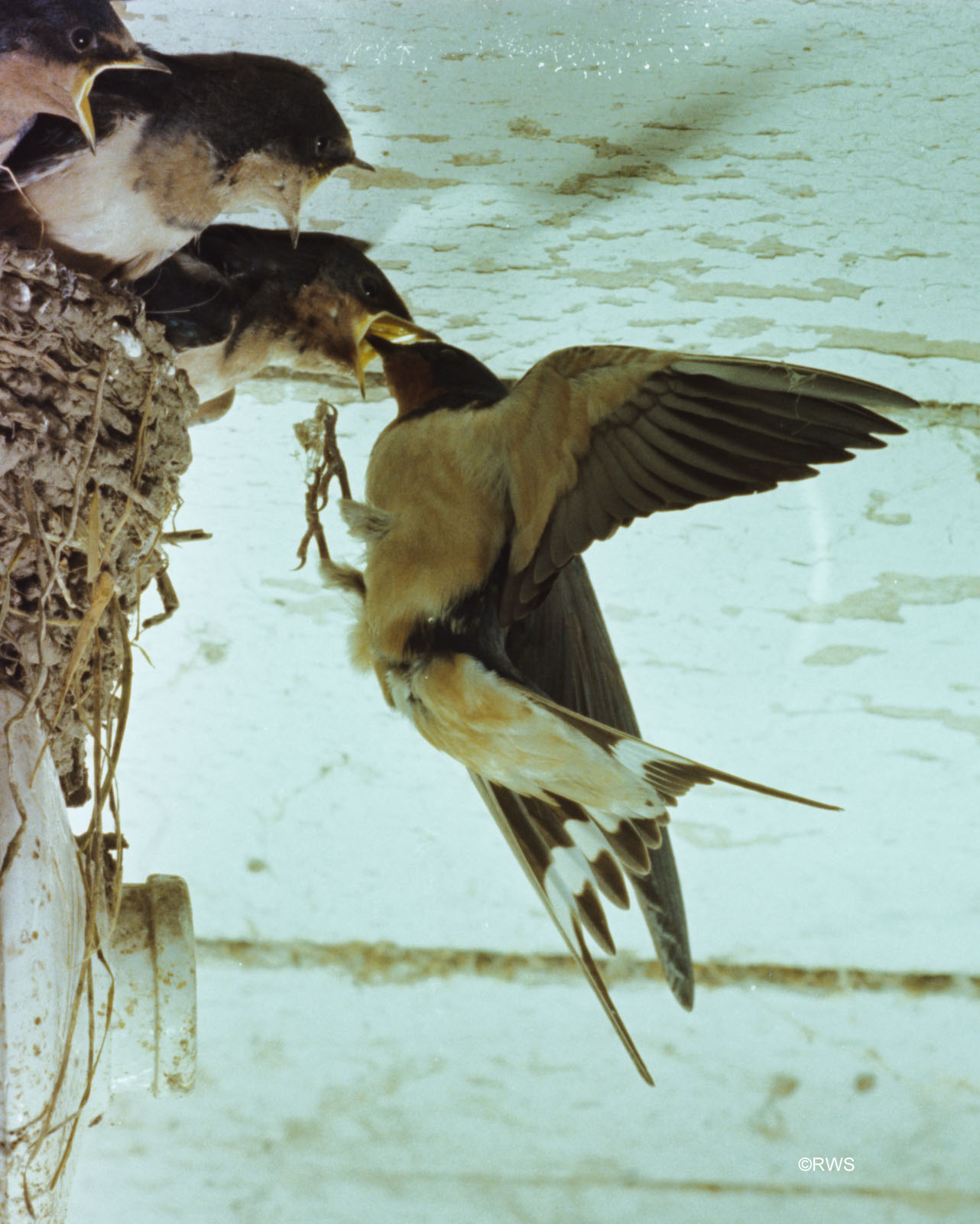 010 Barn Swallows