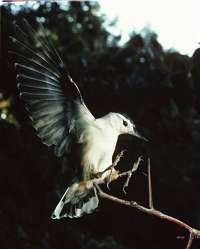 011 6x7 White Breasted Nuthatch