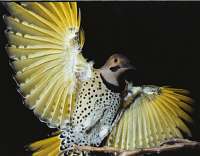 012 Yellow shafted flicker