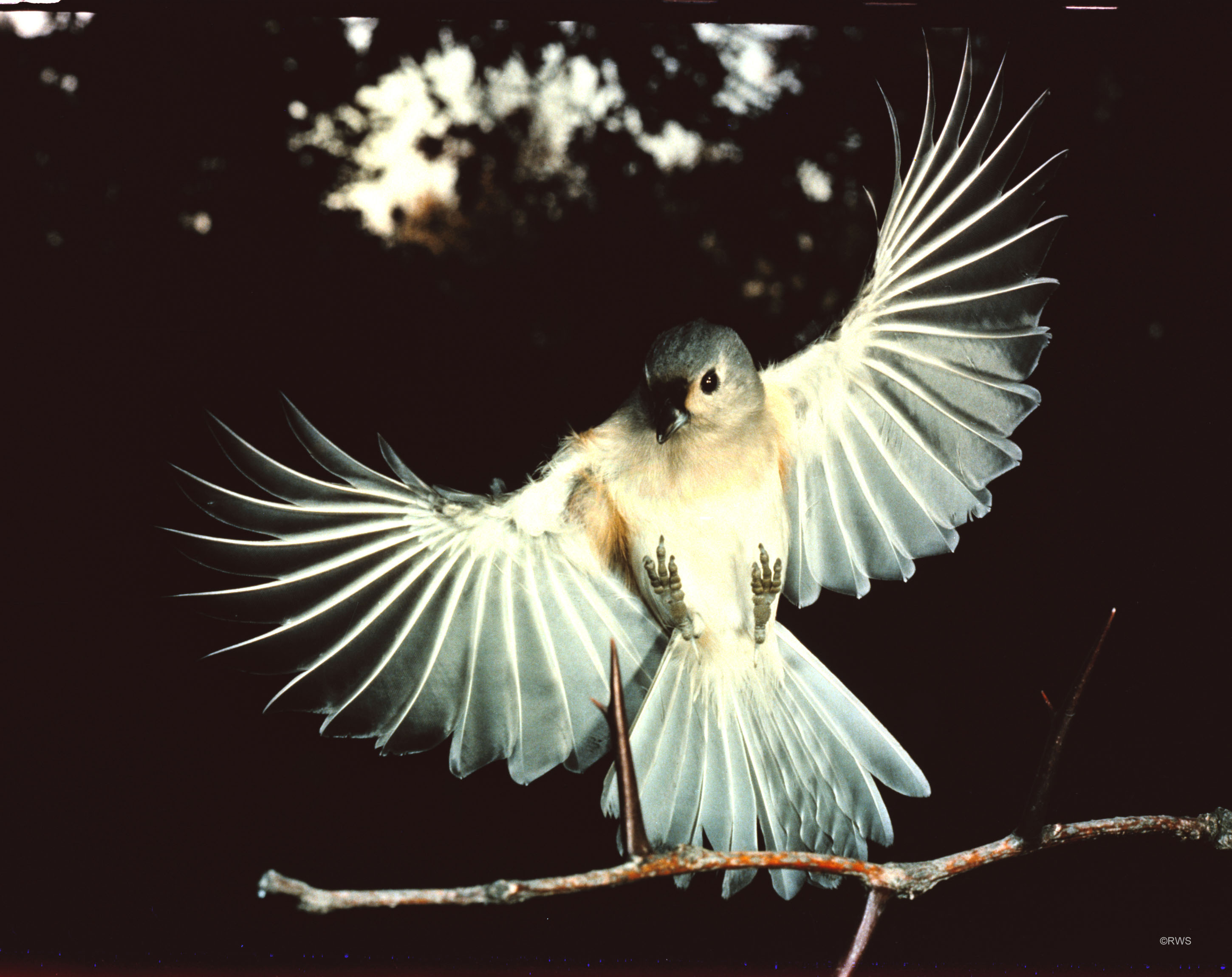 013 6x7 Ballerina Titmouse