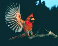 Cardinal Bird Flight on Below  60  Birds In Flight  Images  Click Photo To View Larger Image