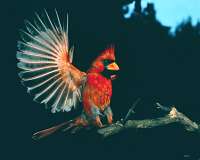 Cardinal Bird Flying on Below  60  Birds In Flight  Images  Click Photo To View Larger Image