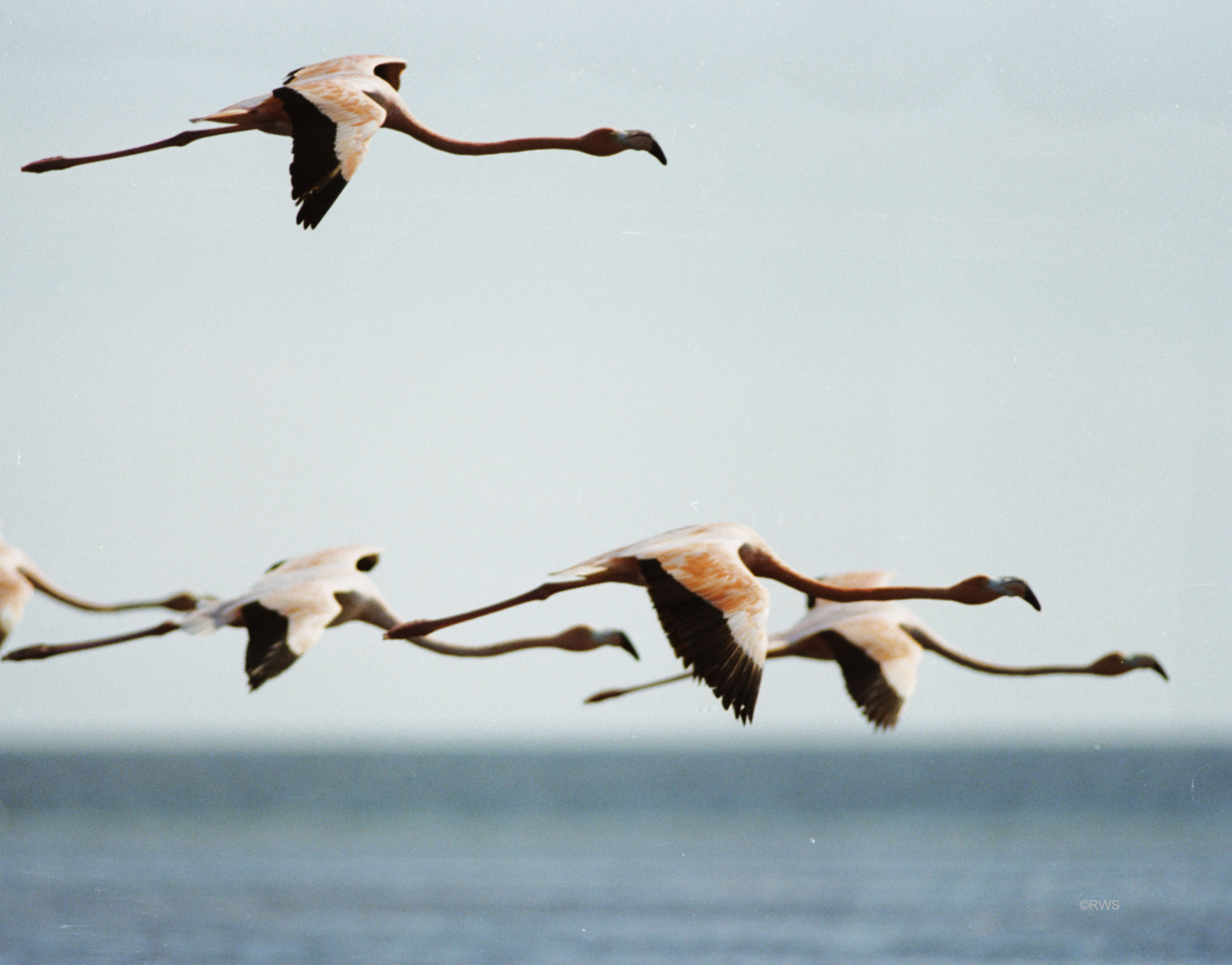 014 Flamingos