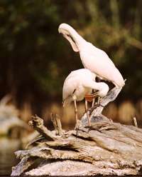 015 Roseate Spoonbills