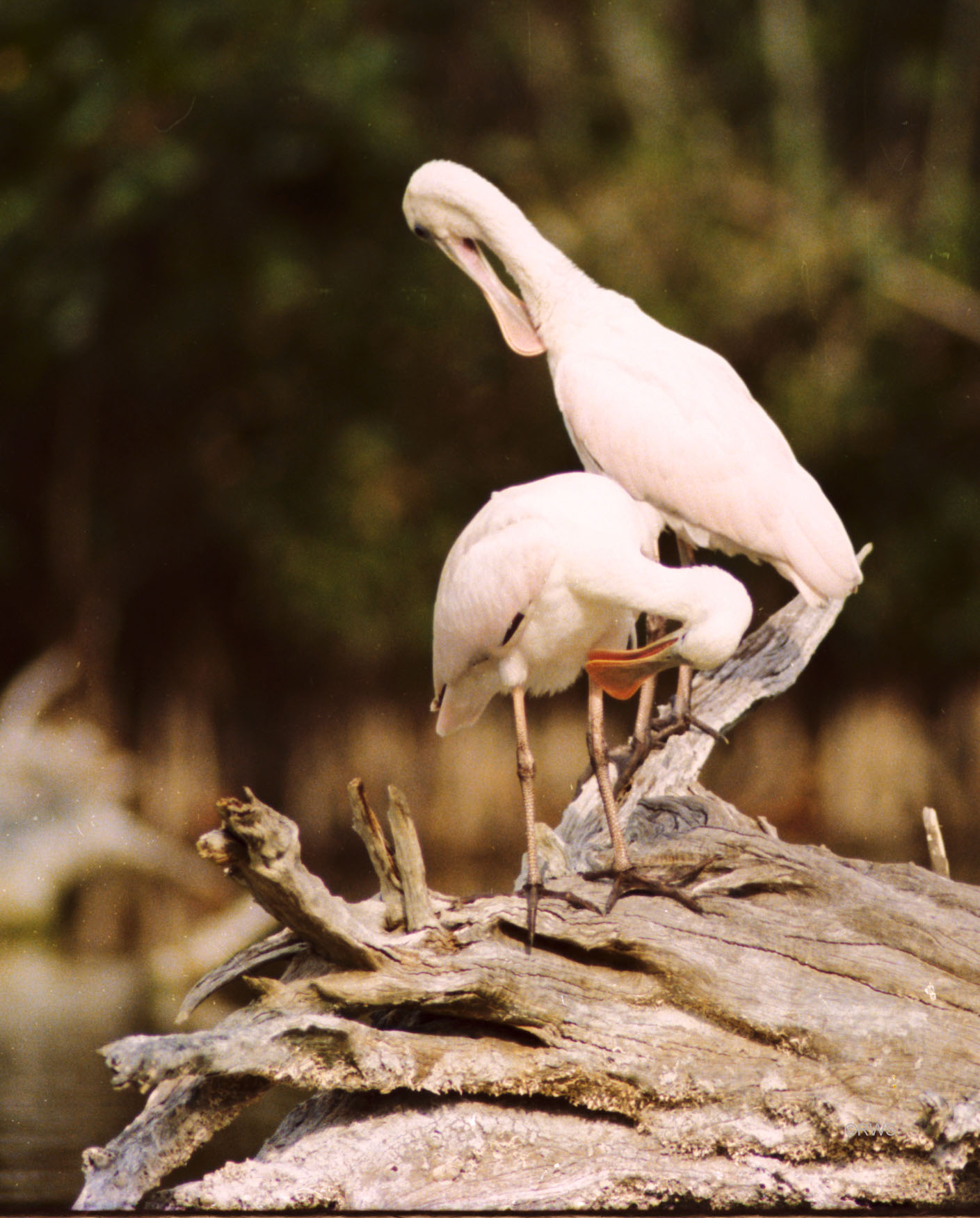 015 Roseate Spoonbills