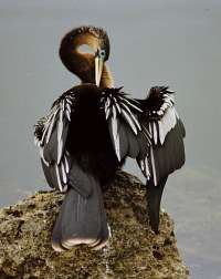 016 2 Anhinga