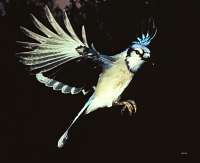 017 Blue Jay