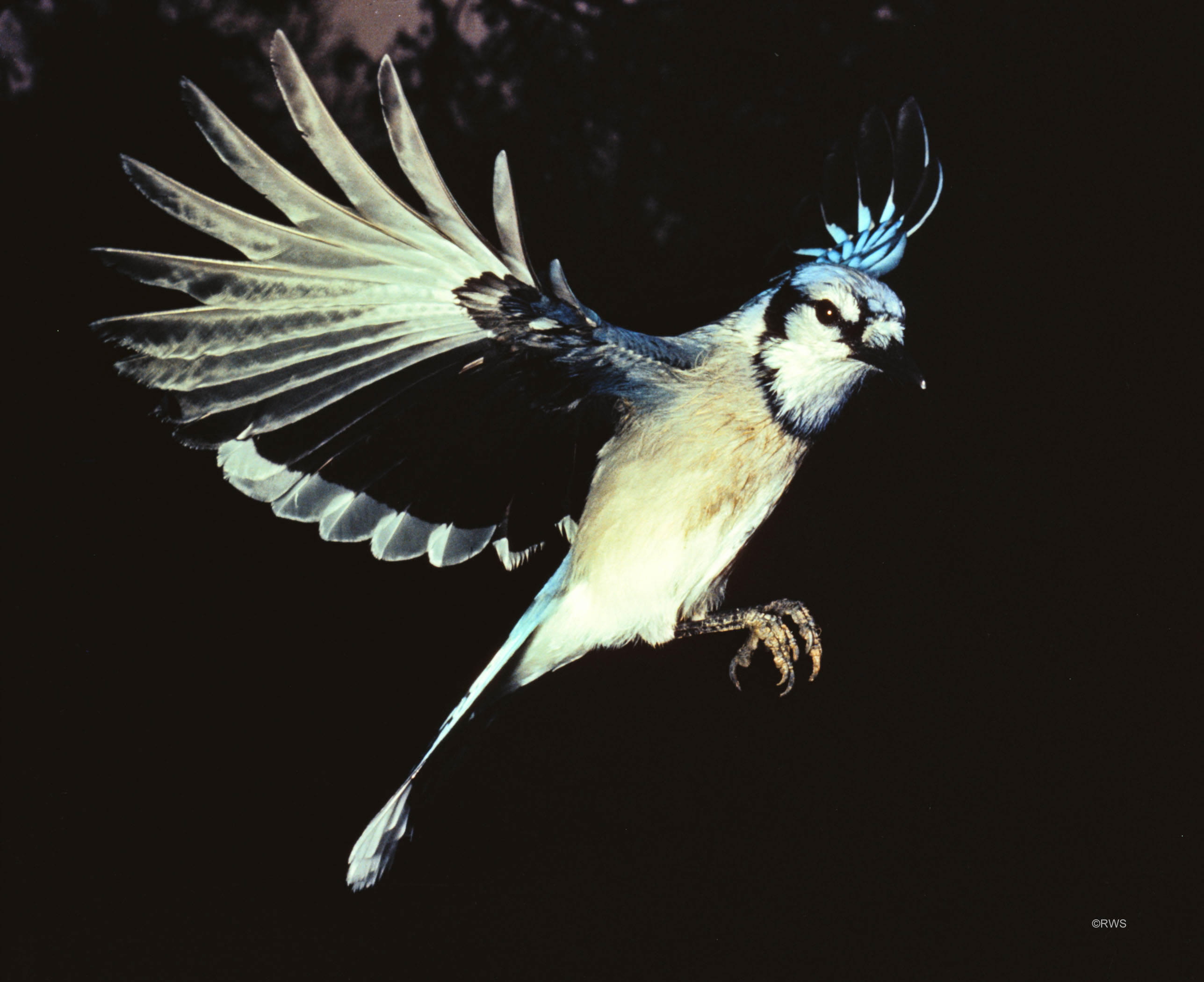 017 Blue Jay