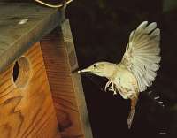 019 6x7 House Wren at house