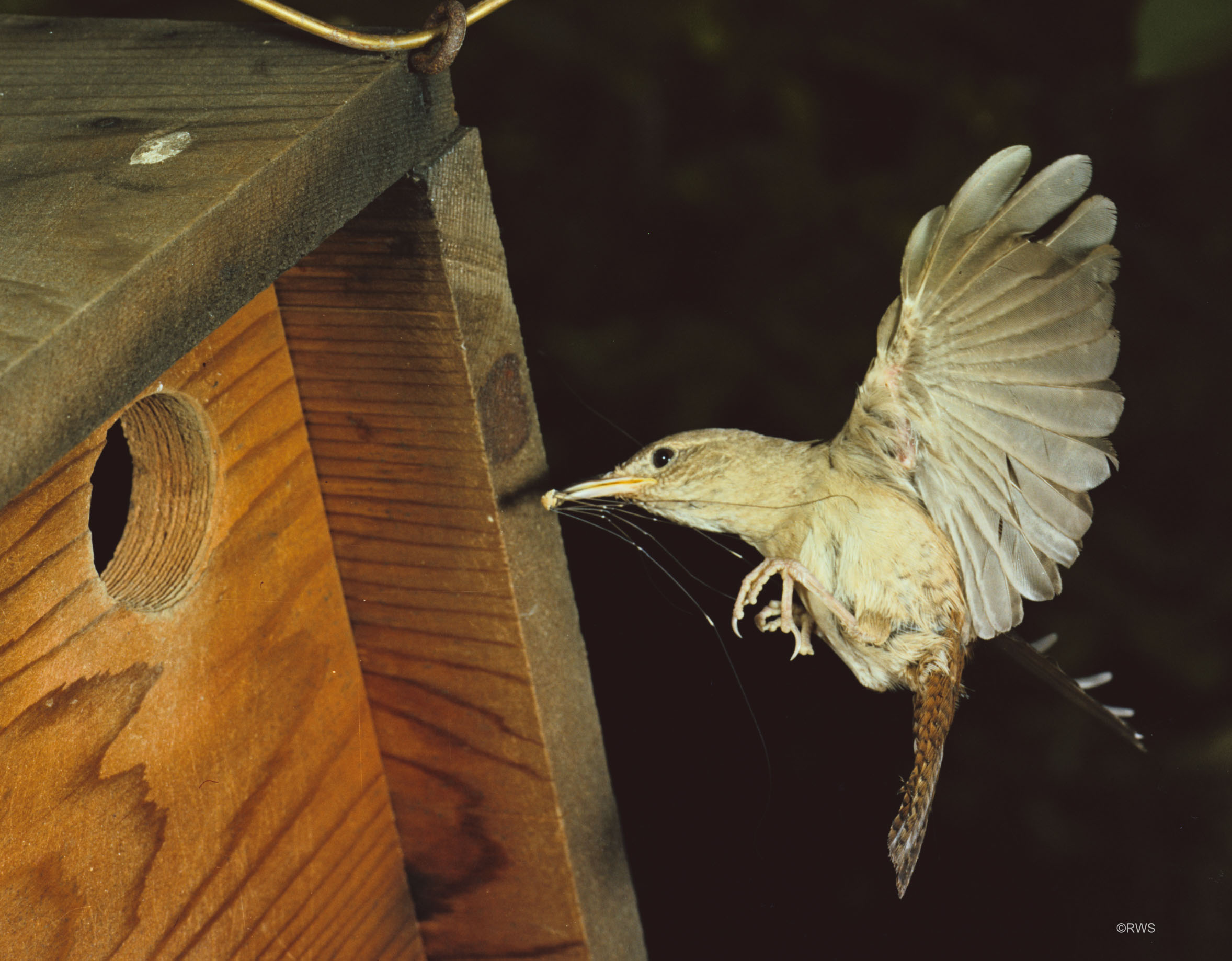 019 6x7 House Wren at house