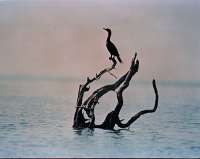 020 6x7 Cormorant on a snag