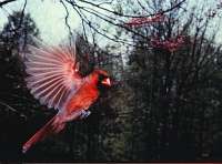 022 6x7 Springtime Male Cardinal