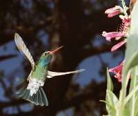 024 male Broadbill