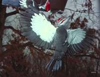 025 6x7 Pileated below mirror