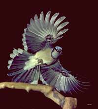 026 6x7 Blue Jay