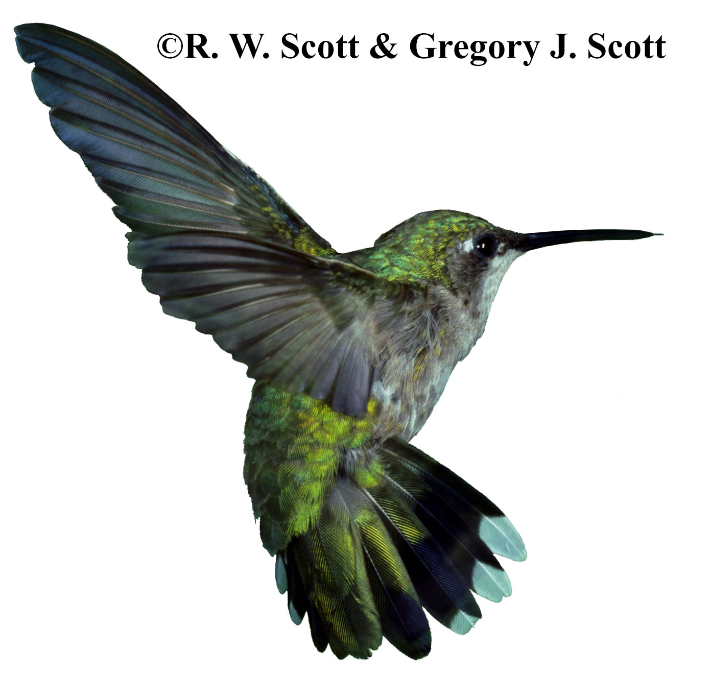 rwscott.hummingbird.jpg