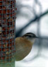 0783 Carolina Wren