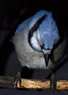 0840 Blue Jay