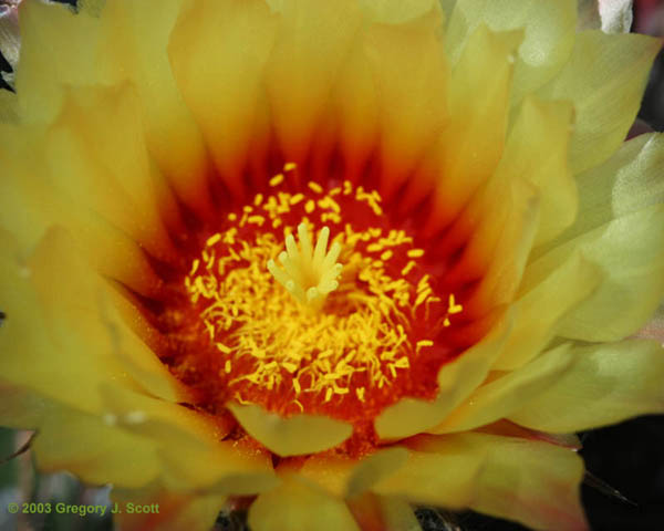 gjs 2168 desert museum cactus flower yellow and red 600x480