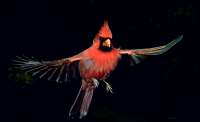 009 Male Cardinal