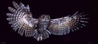 015 Screech Owl