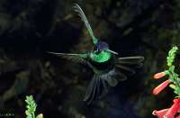021 Male Magnificent Hummingbird