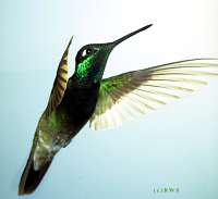 023 Male Magnificent Hummingbird