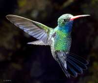 025 Male Broadbill Hummingbird