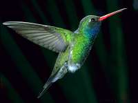 026 Male Broadbill Hummingbird