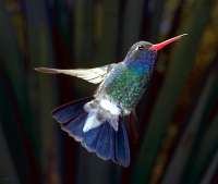 027 Male Broadbill Hummingbird