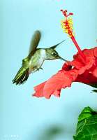 036 Immature Male Ruby Throated Hummingbird
