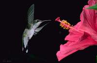 040 Immature Male Ruby Throated Hummingbird