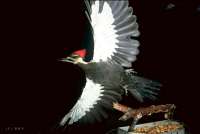 048 Female Pileated Woodpecker