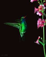 051 Male Broad Bill Hummingbird