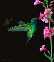 054 Male Broad Bill Hummingbird