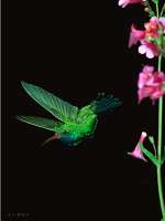 055 Male Broad Bill Hummingbird