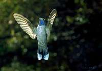 059 Male Blue Throated Hummingbird